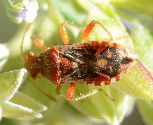 Réf. 249 787 : Rhopalus subrufus